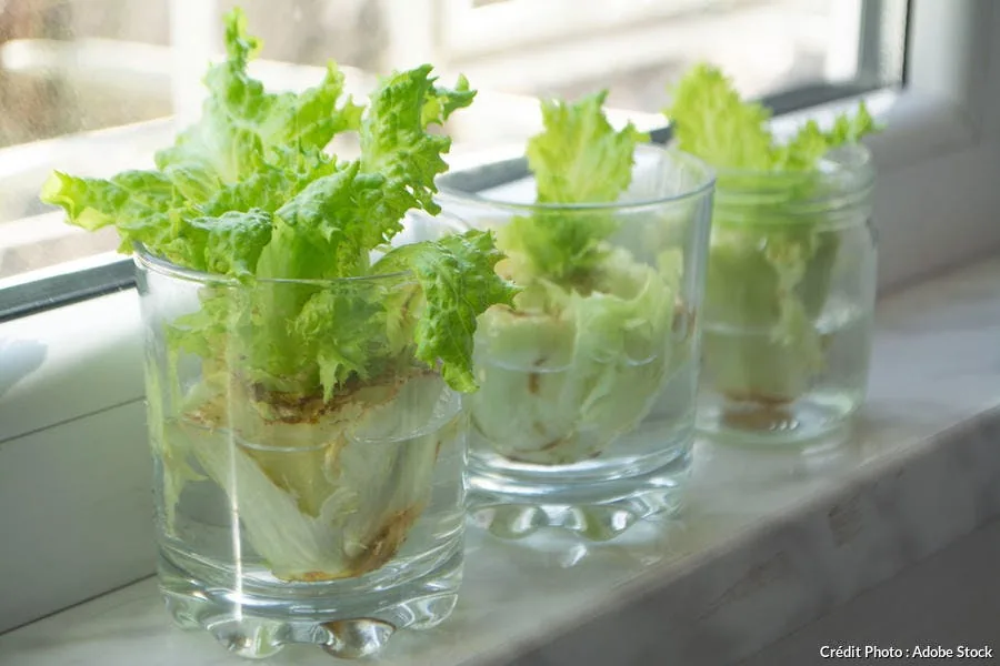 Comment faire repousser des légumes pendant le confinement ?