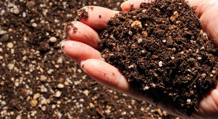 Comment fabriquer votre propre engrais bio ?